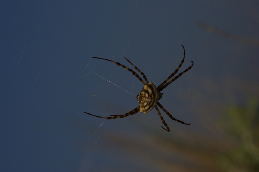 Argiope lobata